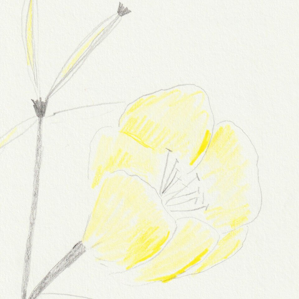 Carnets - Special edition of 10 unique drawings